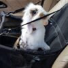 Husa protectie tip scaun auto pentru animale, Negru