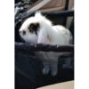 Husa protectie tip scaun auto pentru animale, Negru