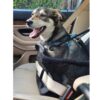 Husa protectie tip scaun auto pentru animale, Negru