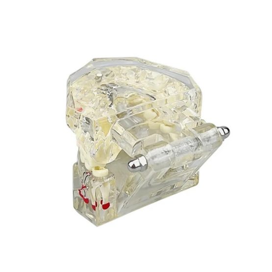Model dentar anatomia maxilarului si dintilor Model dentar anatomia maxilarului si dintilor