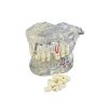 Model dentar anatomia maxilarului si dintilor Model dentar anatomia maxilarului si dintilor