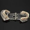 Model dentar anatomia maxilarului si dintilorModel dentar anatomia maxilarului si dintilor Model dentar anatomia maxilarului si dintilor