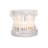 Model dentar anatomia maxilarului si dintilor Model dentar anatomia maxilarului si dintilor