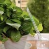 Set 8 picuratoare pentru irigare plante 280 ml Set 8 picuratoare pentru irigare plante 280 ml