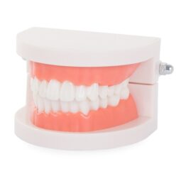 Model dentar anatomia maxilarului si dintilor, Alb
