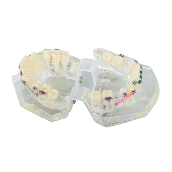 Model aparat dentar cu bracketi pentru anatomia maxilarului si dintilor, Transparent - KESNUP
