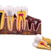 Model mulaj anatomic dinte KESNUP, model dentar oral realistic, pentru cabinet stomatologic, demonstratii stomatologice, facultate stomatologie, dimensiune baza 16.1 x 12.5 cm, mulaj 13.8 x 8.5 x cm, material rasina, Multicolor 2 Model mulaj anatomic dinte KESNUP, model dentar oral realistic, pentru cabinet stomatologic, demonstratii stomatologice, facultate stomatologie, dimensiune baza 16.1 x 12.5 cm, mulaj 13.8 x 8.5 x cm, material rasina, Multicolor
