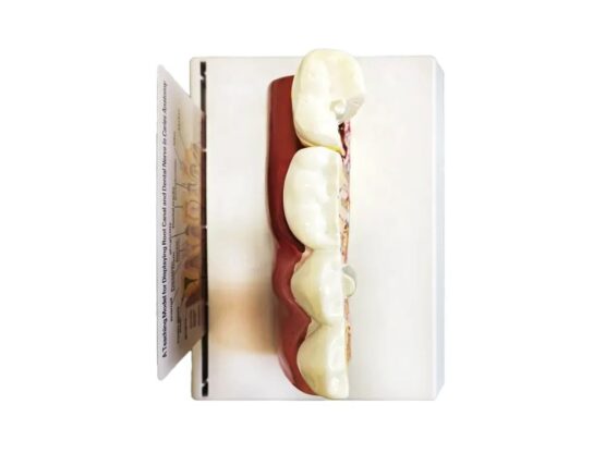 Model mulaj anatomic dinte KESNUP, model dentar oral realistic, pentru cabinet stomatologic, demonstratii stomatologice, facultate stomatologie, dimensiune baza 16.1 x 12.5 cm, mulaj 13.8 x 8.5 x cm, material rasina, Multicolor 4 Model mulaj anatomic dinte KESNUP, model dentar oral realistic, pentru cabinet stomatologic, demonstratii stomatologice, facultate stomatologie, dimensiune baza 16.1 x 12.5 cm, mulaj 13.8 x 8.5 x cm, material rasina, Multicolor